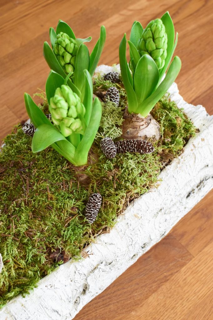 DIY Deko Schale für den Frühling mit Christrose, Hyazinthe und Moos. Kreativ Selbermachen Basteln mit Naturmaterialien. Naturdeko einfach, schnell und schön fürs Frühjahr DIY Deko Schale für den Frühling mit Christrose, Hyazinthe und Moos. Kreativ Selbermachen Basteln mit Naturmaterialien. Naturdeko einfach, schnell und schön fürs Frühjahr