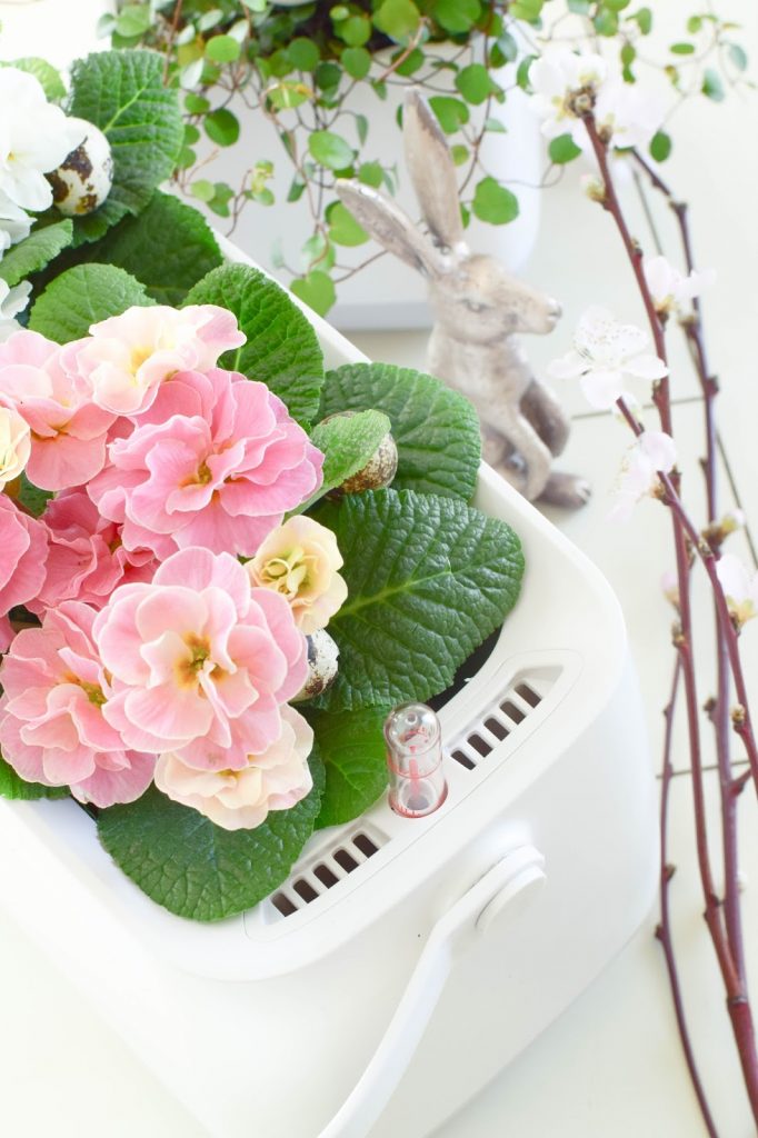 Frühlingsdeko und das perfekte Bewässerungssystem für alle Zimmerpflanzen und Küchenkräuter: YULA von Lechuza. DIY Osterkorb. Werbung Frühlingsdeko und das perfekte Bewässerungssystem für alle Zimmerpflanzen und Küchenkräuter: YULA von Lechuza. DIY Osterkorb. Werbung