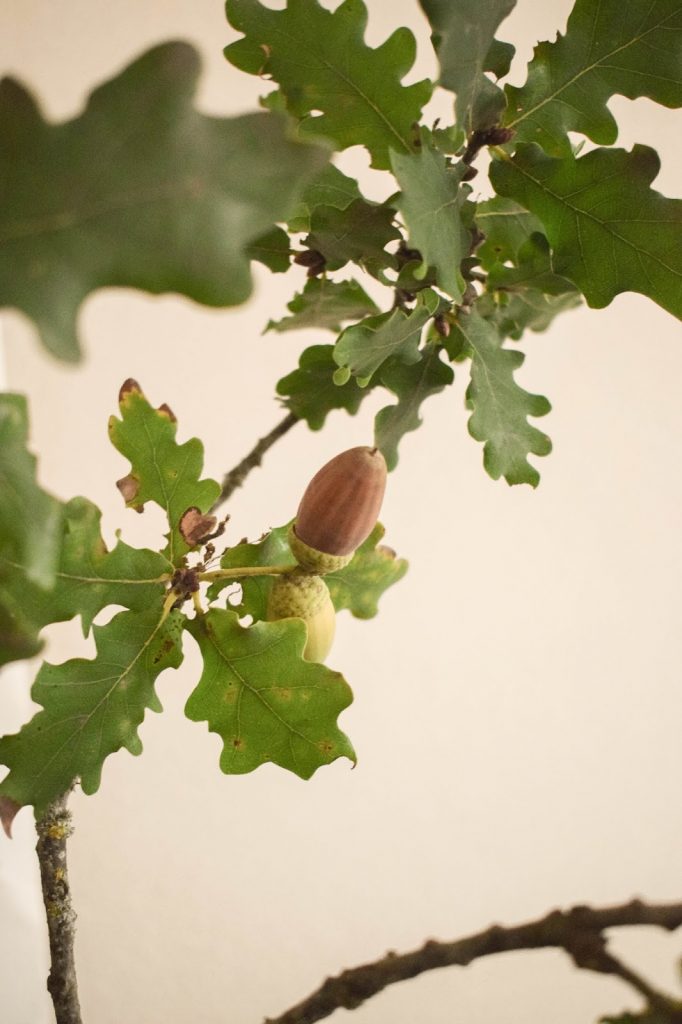 deko eiche eicheln herbst herbstdeko deko eiche eicheln herbst herbstdeko
