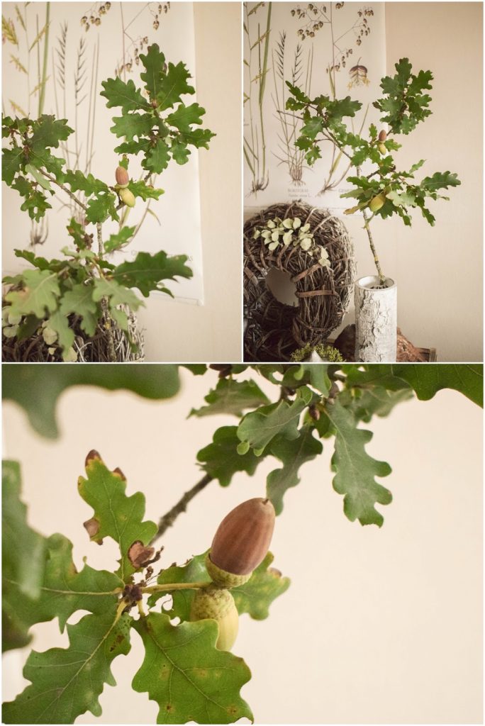 deko eiche eicheln herbst herbstdeko deko eiche eicheln herbst herbstdeko