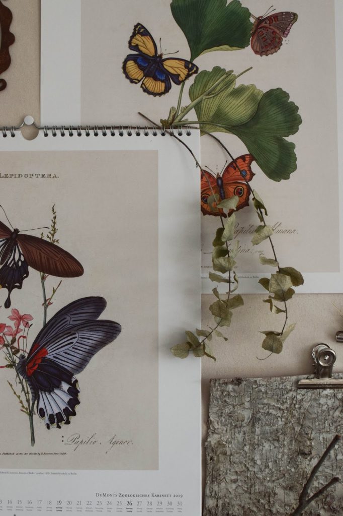 Kalender 2019 mit botanischen Zeichnungen Drucke Poster Deko Dekoidee Wanddeko von DUMONTs Zoologisches Kabinett Kalender 2019 mit botanischen Zeichnungen Drucke Poster Deko Dekoidee Wanddeko von DUMONTs Zoologisches Kabinett