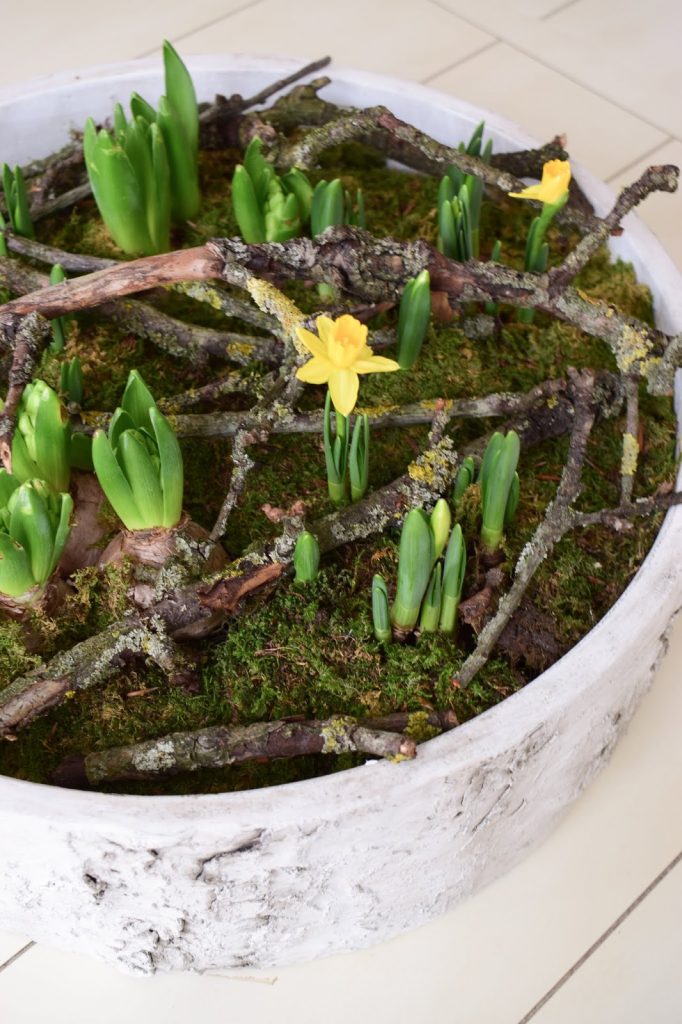 Frühlingsdeko selber machen mit Naturmaterialien: Moos, Frühlingsblüher, Zweige. Dekoidee Frühling Tischdeko natürlich basteln Frühlingsdeko selber machen mit Naturmaterialien: Moos, Frühlingsblüher, Zweige. Dekoidee Frühling Tischdeko natürlich basteln