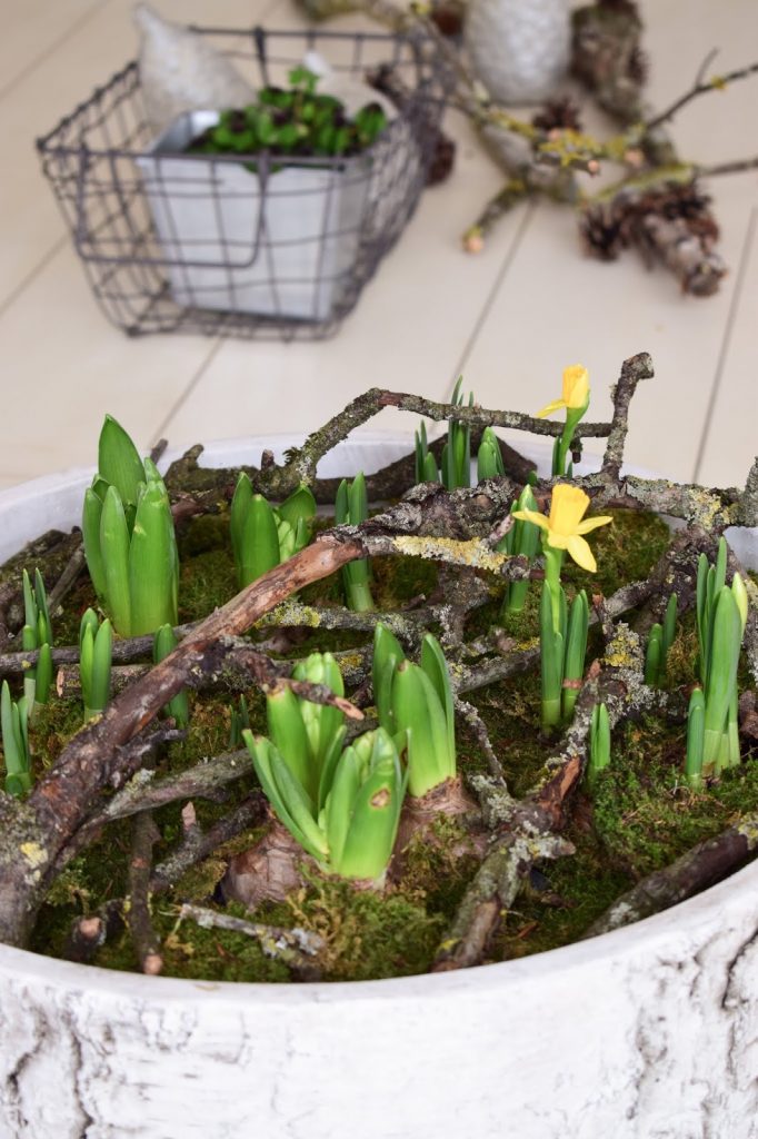 Frühlingsdeko selber machen mit Naturmaterialien: Moos, Frühlingsblüher, Zweige. Dekoidee Frühling Tischdeko natürlich basteln Frühlingsdeko selber machen mit Naturmaterialien: Moos, Frühlingsblüher, Zweige. Dekoidee Frühling Tischdeko natürlich basteln