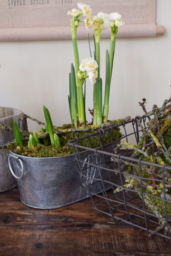 Frühlingsdeko selbermachen basteln mit Narzissen Krokusse Bridal Crown Deko für den Frühling natürlich Frühlingsblüher Moos Zweige Frühlingsdeko selbermachen basteln mit Narzissen Krokusse Bridal Crown Deko für den Frühling natürlich Frühlingsblüher Moos Zweige