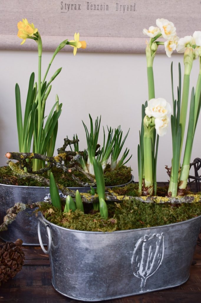 Frühlingsdeko selbermachen basteln mit Narzissen Krokusse Bridal Crown Deko für den Frühling natürlich Frühlingsblüher Moos Zweige Frühlingsdeko selbermachen basteln mit Narzissen Krokusse Bridal Crown Deko für den Frühling natürlich Frühlingsblüher Moos Zweige