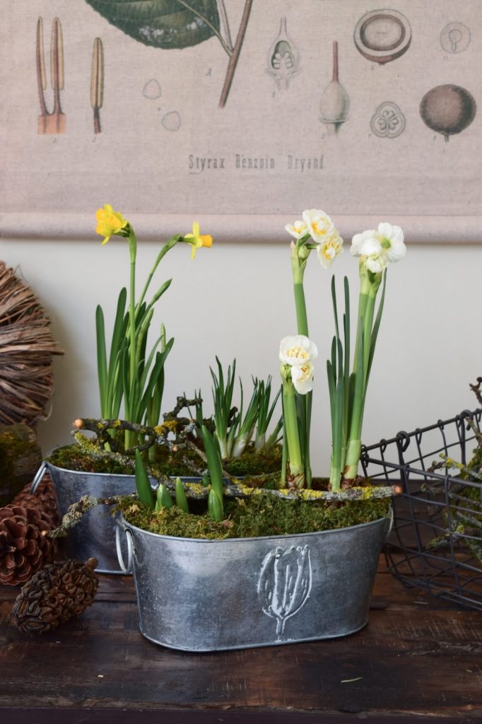 Frühlingsdeko selbermachen basteln mit Narzissen Krokusse Bridal Crown Deko für den Frühling natürlich Frühlingsblüher Moos Zweige Frühlingsdeko selbermachen basteln mit Narzissen Krokusse Bridal Crown Deko für den Frühling natürlich Frühlingsblüher Moos Zweige