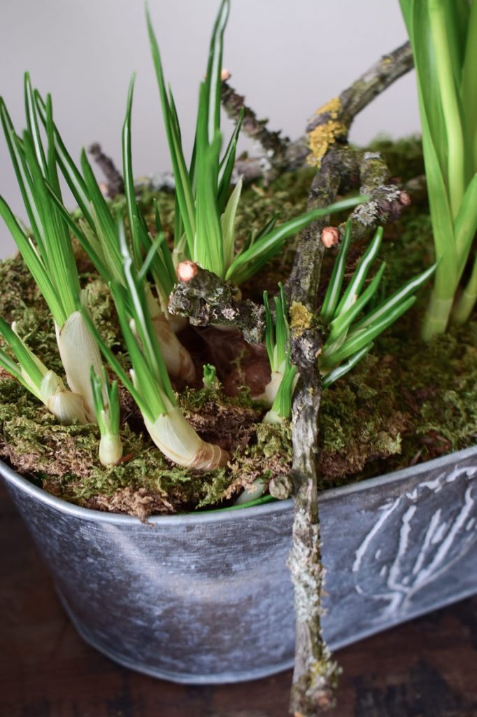 Frühlingsdeko selbermachen basteln Deko für den Frühling natürlich Frühlingsblüher Moos Frühlingsdeko selbermachen basteln mit Narzissen Krokusse Bridal Crown Deko für den Frühling natürlich Frühlingsblüher Moos Zweige
