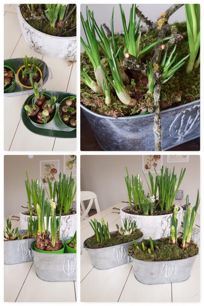 Frühlingsdeko selbermachen basteln mit Narzissen Krokusse Bridal Crown Deko für den Frühling natürlich Frühlingsblüher Moos Zweige Frühlingsdeko selbermachen basteln mit Narzissen Krokusse Bridal Crown Deko für den Frühling natürlich Frühlingsblüher Moos Zweige