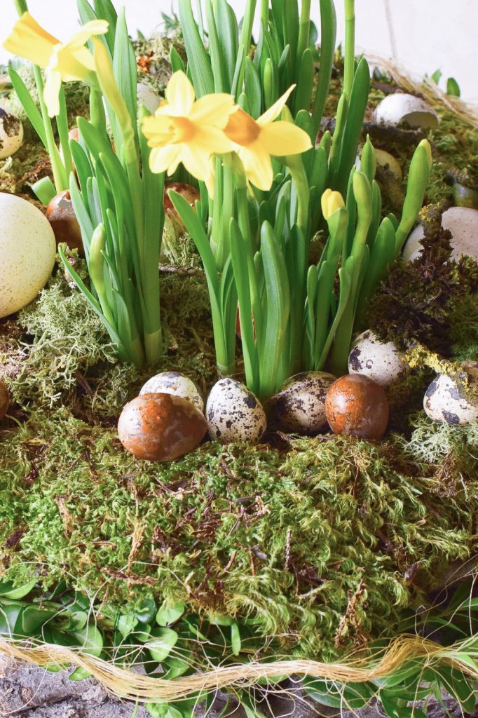 Osterdeko mit Natur: DIY Osternest mit Moos, Holzkranz, Narzissen, Eiern, Buchs. Einfach selber machen Ostern Dekoidee Osterdeko mit Natur: DIY Osternest mit Moos, Holzkranz, Narzissen, Eiern, Buchs. Einfach selber machen Ostern Dekoidee
