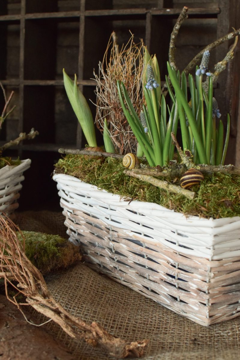 Deko für den Frühling Frühhlingskiste Deko Dekoidee Naturdeko Moos Tulpen Muscari Natürlich dekorieren
