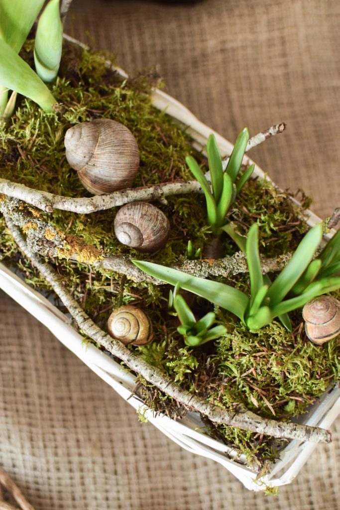 Deko für den Frühling Frühhlingskiste Deko Dekoidee Naturdeko Moos Tulpen Muscari Natürlich dekorieren