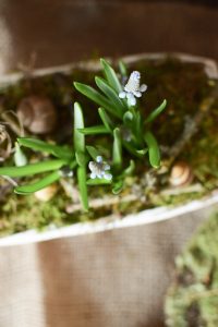 Deko für den Frühling Frühhlingskiste Deko Dekoidee Naturdeko Moos Tulpen Muscari Natürlich dekorieren