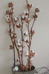 Baumwollblüten Baumwolle getrocknete Blüten Naturdeko Kreativsein Basteln Dekoidee