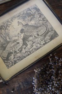 Nostalgisches Bilder Set Fasan. Kunstdruck in Metallrahmen. Antiker Druck Wanddeko Dekoidee
