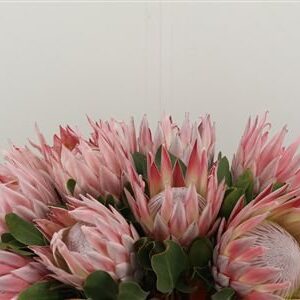 Protea Beauty Blossom