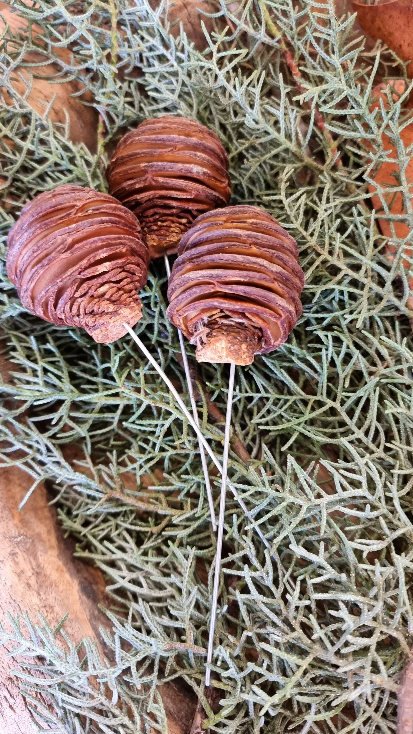 spirakzapfen platyspermum zapfen herbstdeko weihnachtsdeko winterdeko zum stecken draht im mrs greenery shop bestellen kaufen
