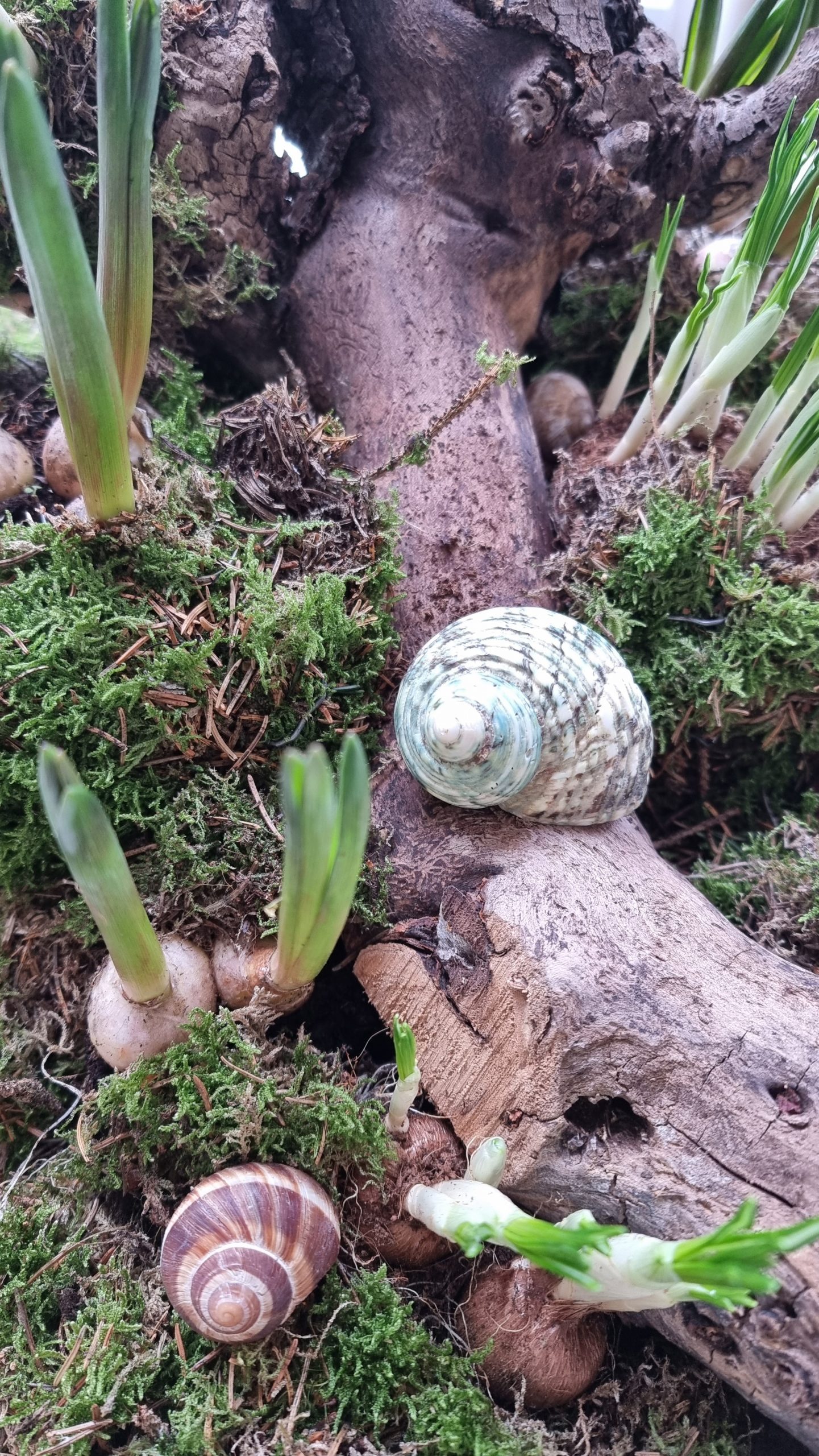 Schnecke Schneckenhaus türkis Naturdeko im Mrs Greenery Shop bestellen kaufen