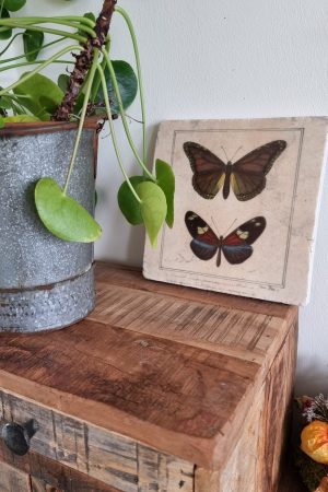 Bild Wandbild Schmetterlinge Platte zum Aufhängen natüröich dekorieren Mrs Greenery Shop bestellen kaufen