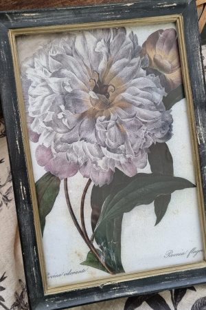 Botanische Drucke Blumenbild Holz Glas Bild Motiv Blumen im Mrs Greenery Shop kaufen bestellen Naturdeko Deko natürlich dekorieren