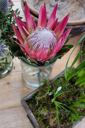 Protea die Trendblume. Proteen trocknen toll ein und können immer wieder dekoriert werden.