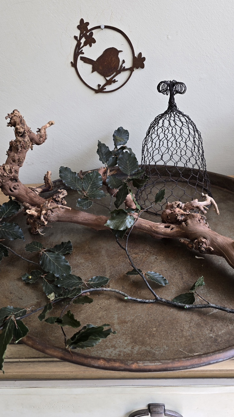 Rebenast Ast Zweig Rebe Holzast dekoast gloche glocke drahtglocke deko naturdeko im mrs greenery Shop bestellen kaufen