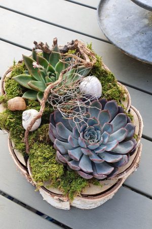 Kreativ-Set Birke mit Sukkulenten und Moos DIY zum Basteln und Kreativsein vom Mrs Greenery Shop. Die natürliche Dekoidee