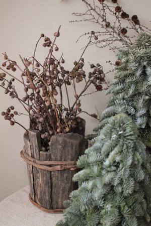 Nobilis-Tannenbaum: 40 cm – Bild 8