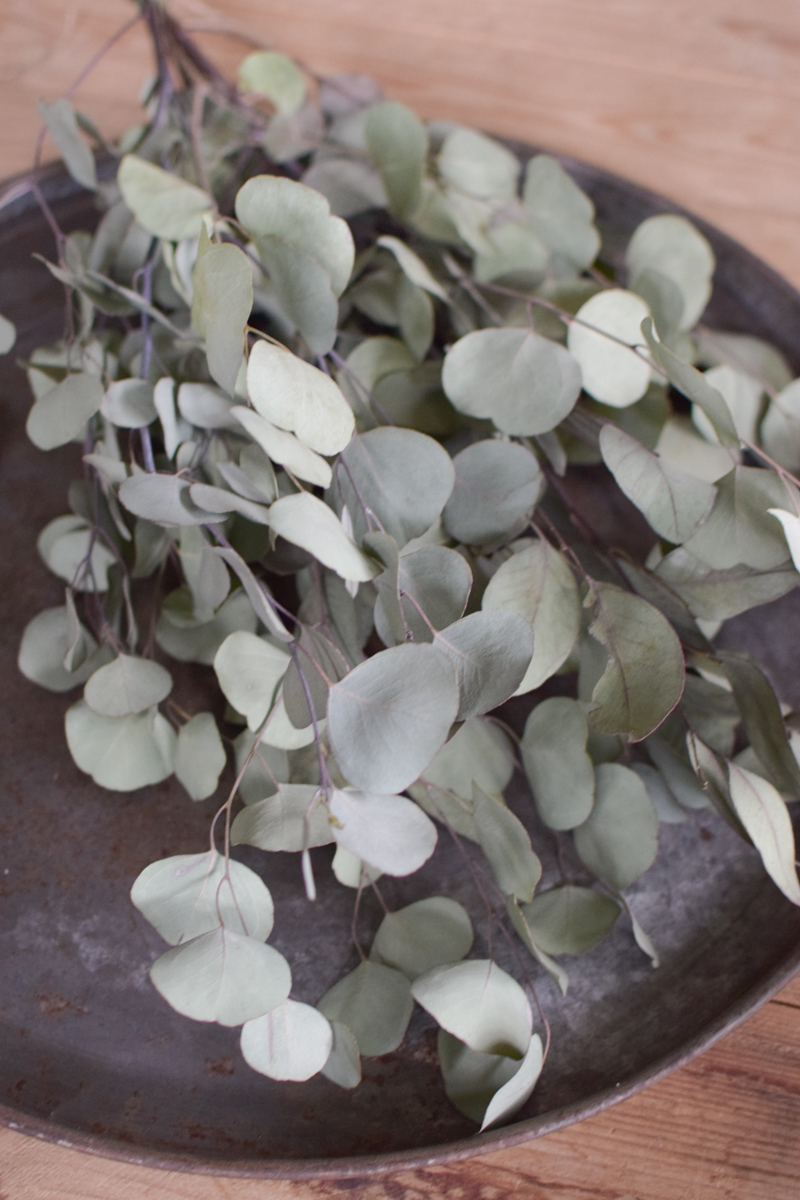 Eukalytus Popolus getrocknet Trockenblumen im Mrs Greenery Shop bestellen Naturdeko Deko mit Naturmaterialien
