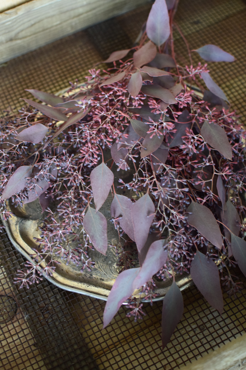 Eukalyptus Eucalyptus Populus rot mit Früchten frisch jetzt im Mrs Greenery Shop bestellen