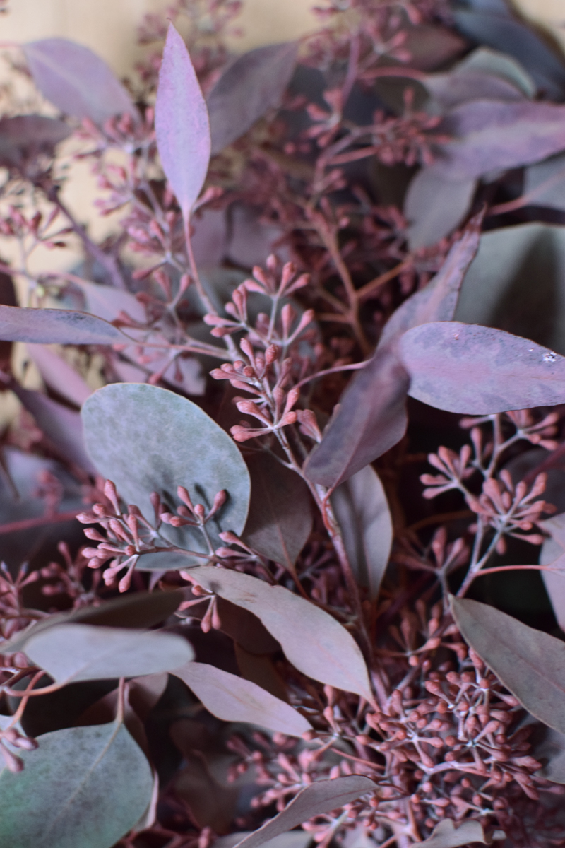 Eukalyptus Eucalyptus Populus rot mit Früchten frisch jetzt im Mrs Greenery Shop bestellen