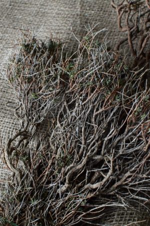 Euphorbia Spinoza getrocknet kaufen und dekorieren. Naturdeko selber machen. Natürlich dekorieren