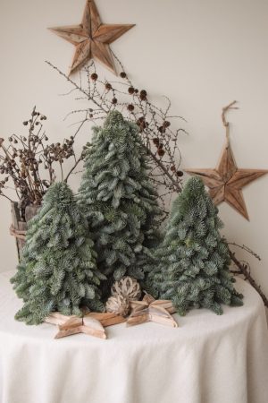 Nobilis-Tannenbaum: 40 cm – Bild 10