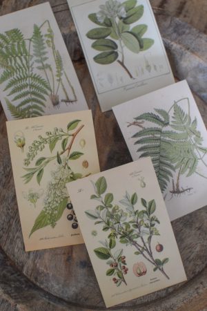 Postkarten Set 5 Stück mit Umschlag. Papeterie Flora Fauna Natur Noten Nostalgie Pilze Motive natürlich Naturdeko im Mrs Greenery Shop bestellen