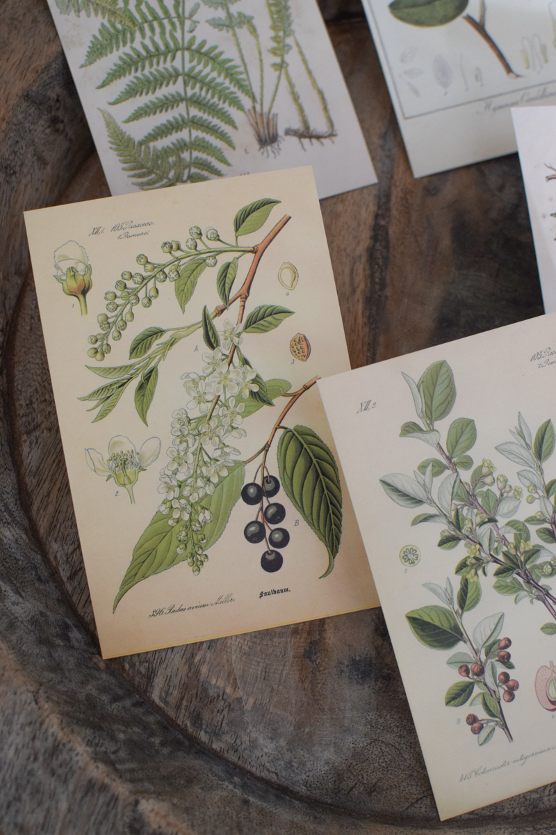 Postkarten Set 5 Stück mit Umschlag. Papeterie Flora Fauna Natur Noten Nostalgie Pilze Motive natürlich Naturdeko im Mrs Greenery Shop bestellen