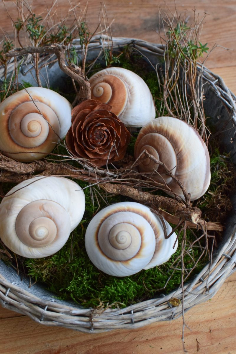 Schnecke Lamarkiana natur Naturdeko Kreativsein Schneckenhaus Basteln