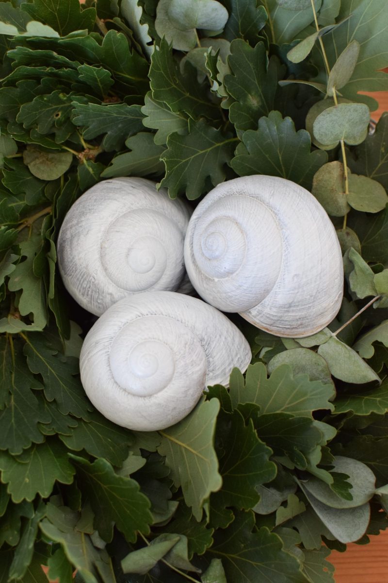 Schnecke Lamarkiana weissNaturdeko Kreativsein Schneckenhaus Basteln