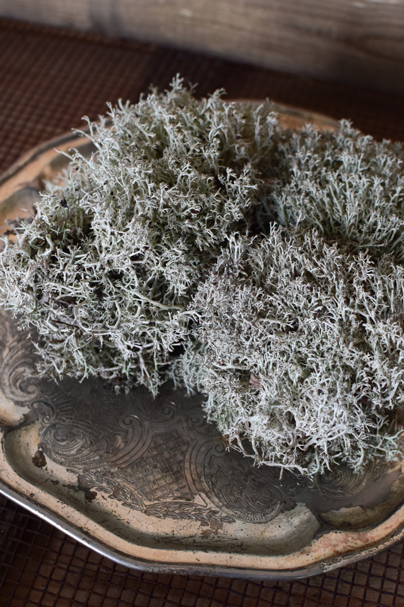 Silbermoos frisch Moss zum Kreativsein und Basteln im Mrs Greenery Shop bestellen