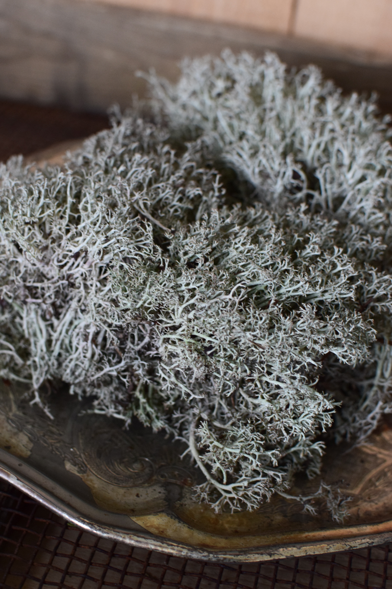 Silbermoos frisch Moss zum Kreativsein und Basteln im Mrs Greenery Shop bestellen