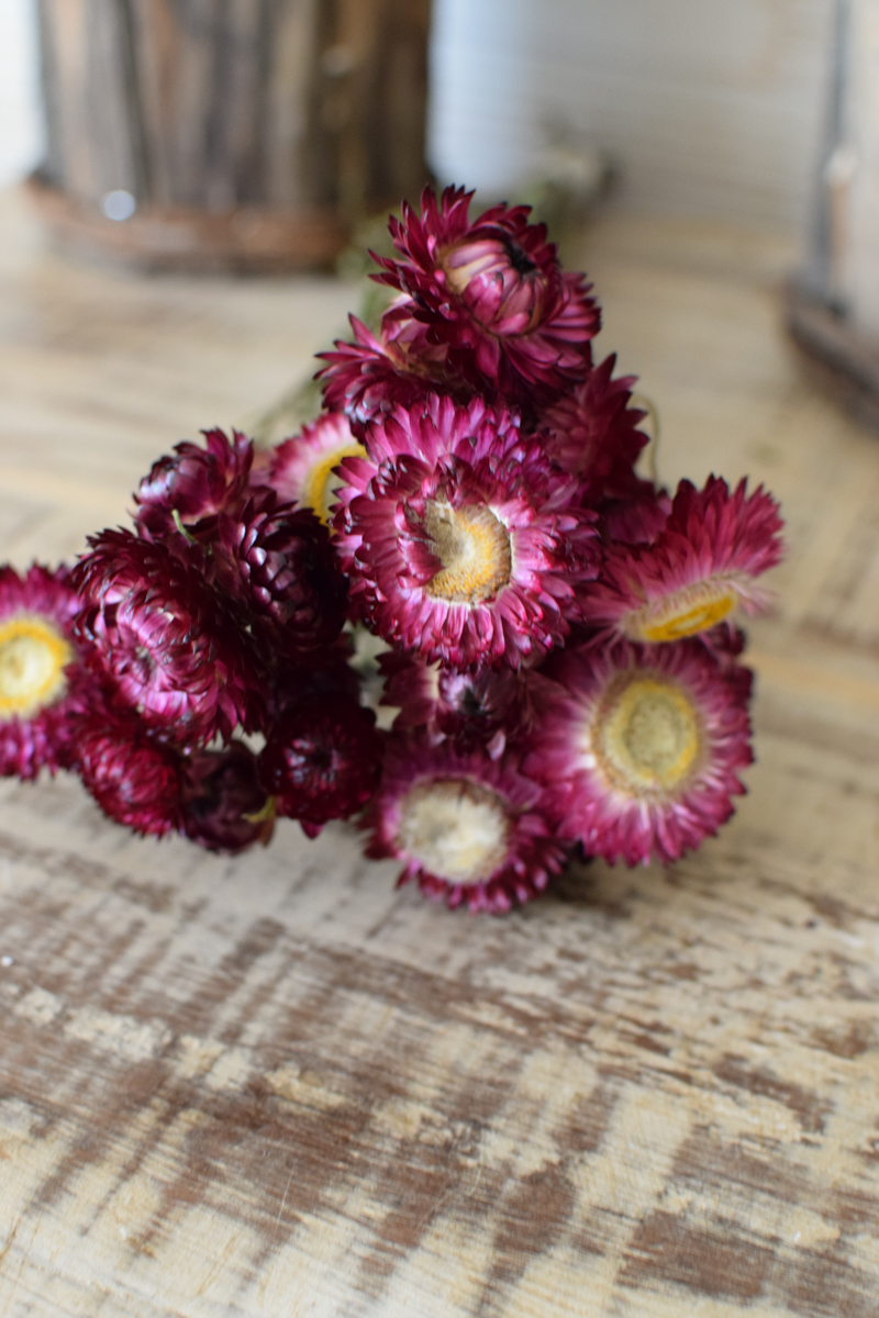 Strohblume Rodanthe Rhodante Trockenblumen Sommerdeko Naturdeko getrocknet im Mrs Greenery Shop bestellen kaufen