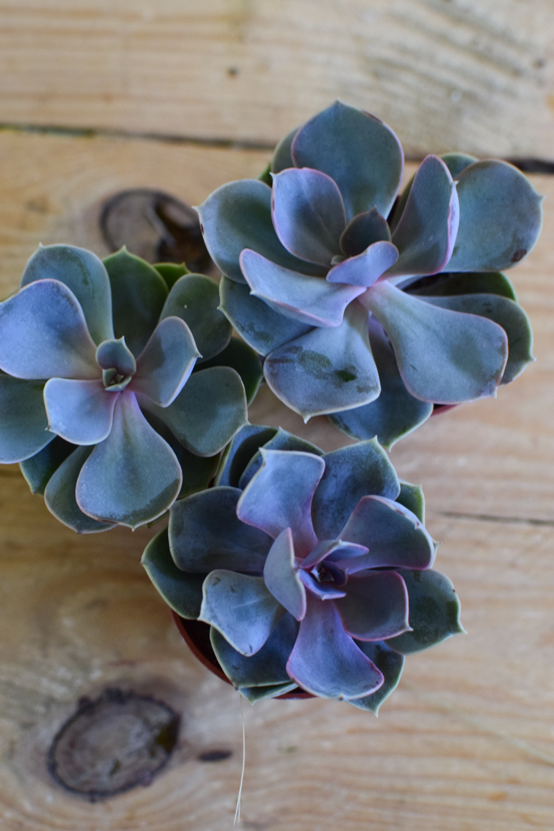 Naturdeko mit Mini Sukkulenten Echeveria vom Mrs Greenery Shop. Deko mit Pflanzen Pflanzendeko