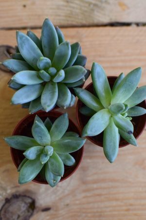 Naturdeko mit Mini Sukkulenten Echeveria vom Mrs Greenery Shop. Deko mit Pflanzen Pflanzendeko