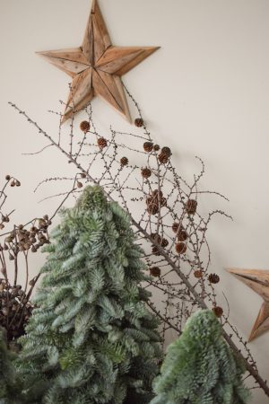 Nobilis-Tannenbaum: 40 cm – Bild 9