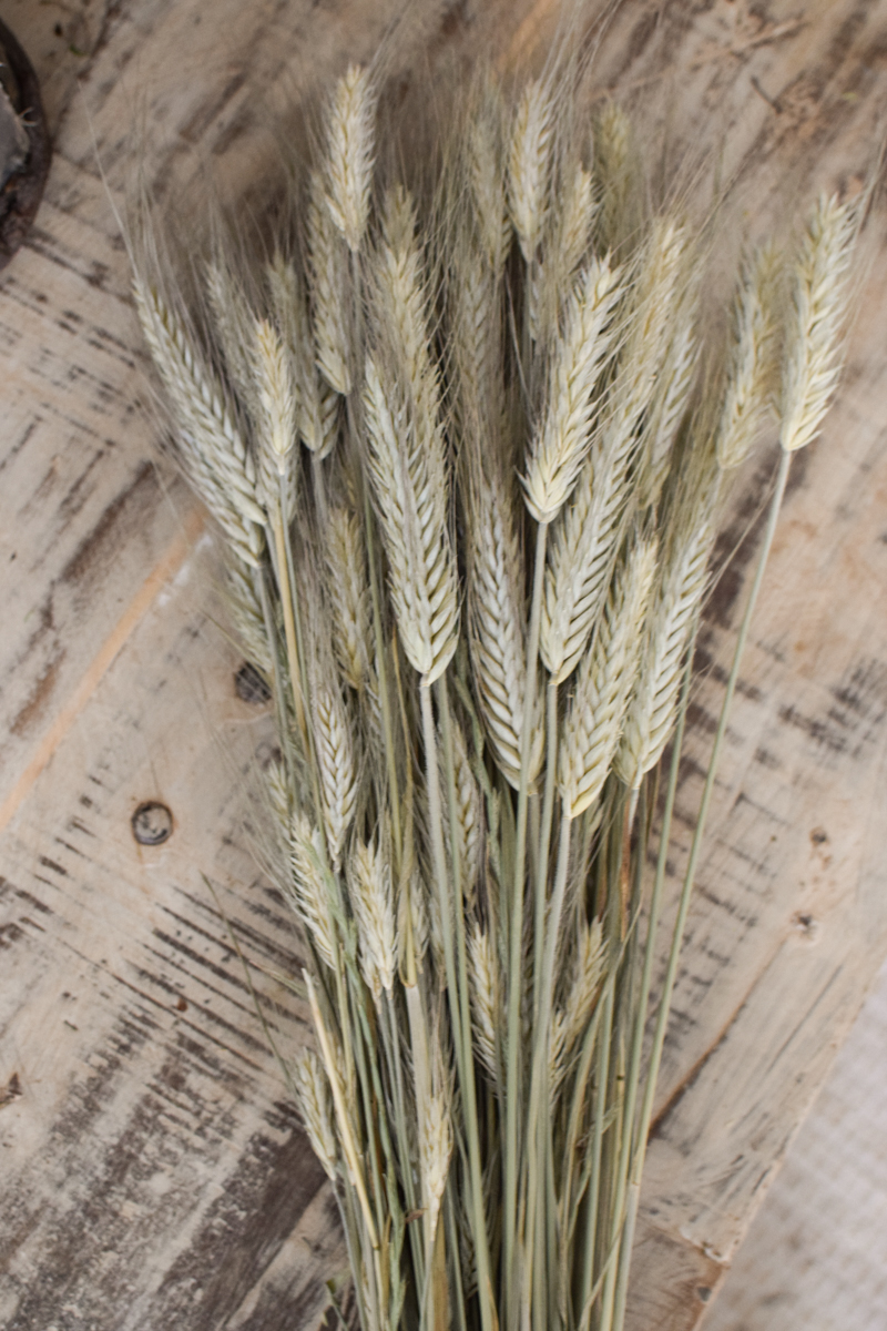 Weizen 1 Bund getrocknet Getreide Trockenblumen im Mrs Greenery Shop bestellen kaufen