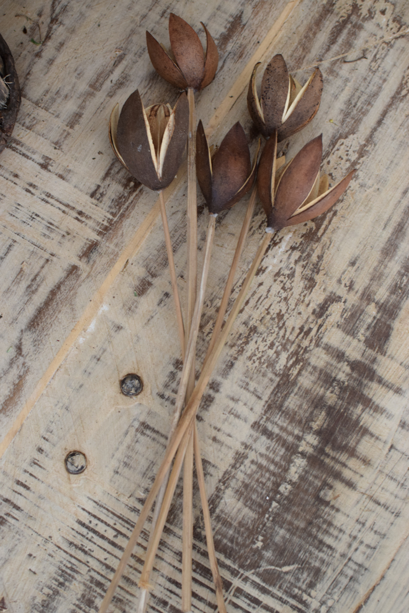 Wildlilie Lilie am Stab getrocknet Trockenblumen im Mrs Greenery Shop bestWildlilie Lilie am Stab getrocknet Trockenblumen im Mrs Greenery Shop bestellen kaufenellen kaufen