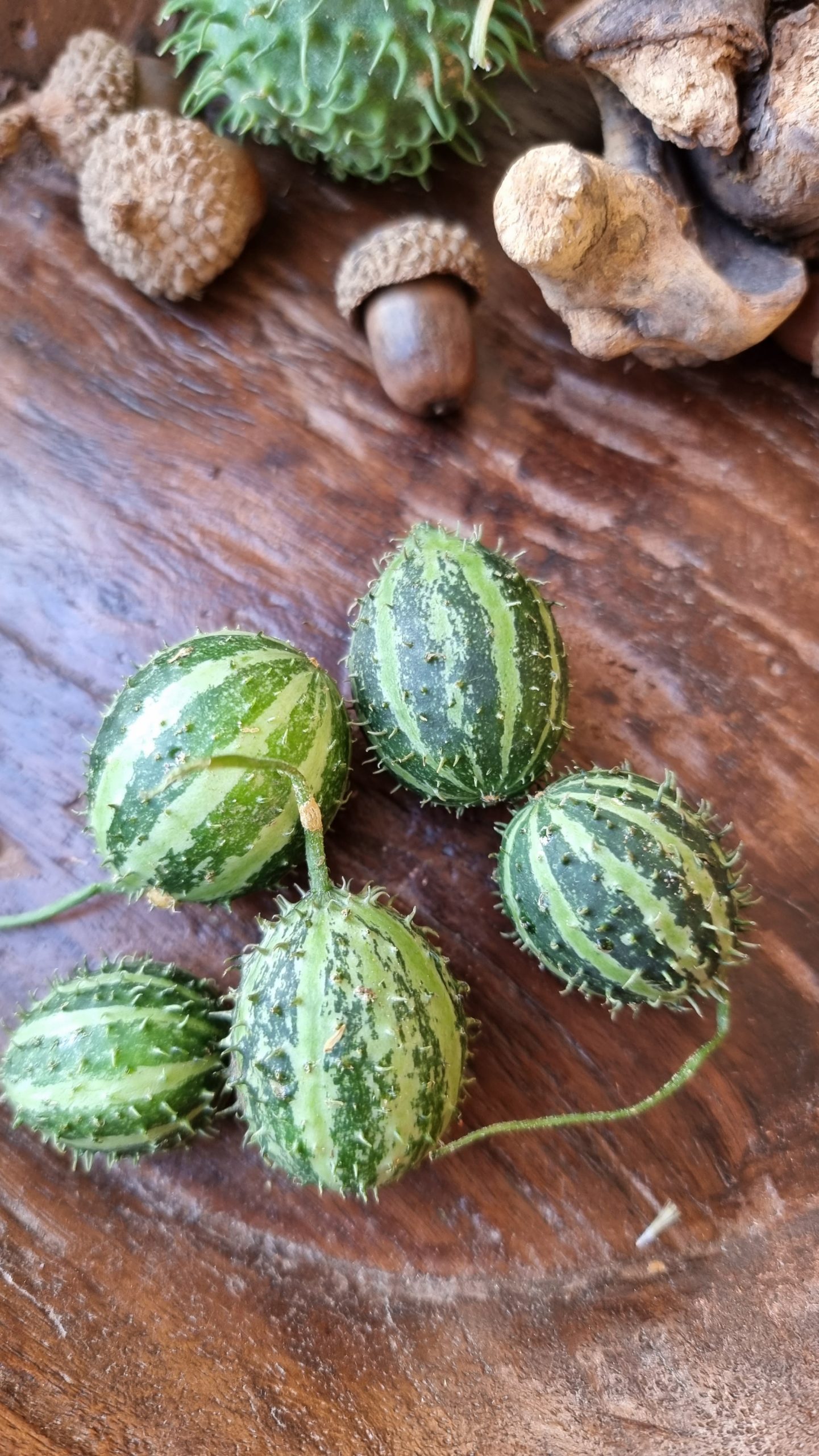 Ziergurke Mini Herbstdeko Naturdeko Dekoidee Herbst im Mrs Greenery Shop bestellen kaufen kreativsein