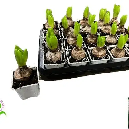 Hyazinthe weiss bluehen Zwiebelpflanze Fruehlingsblueher Topfpflanze im Mrs Greenery Shop bestellen