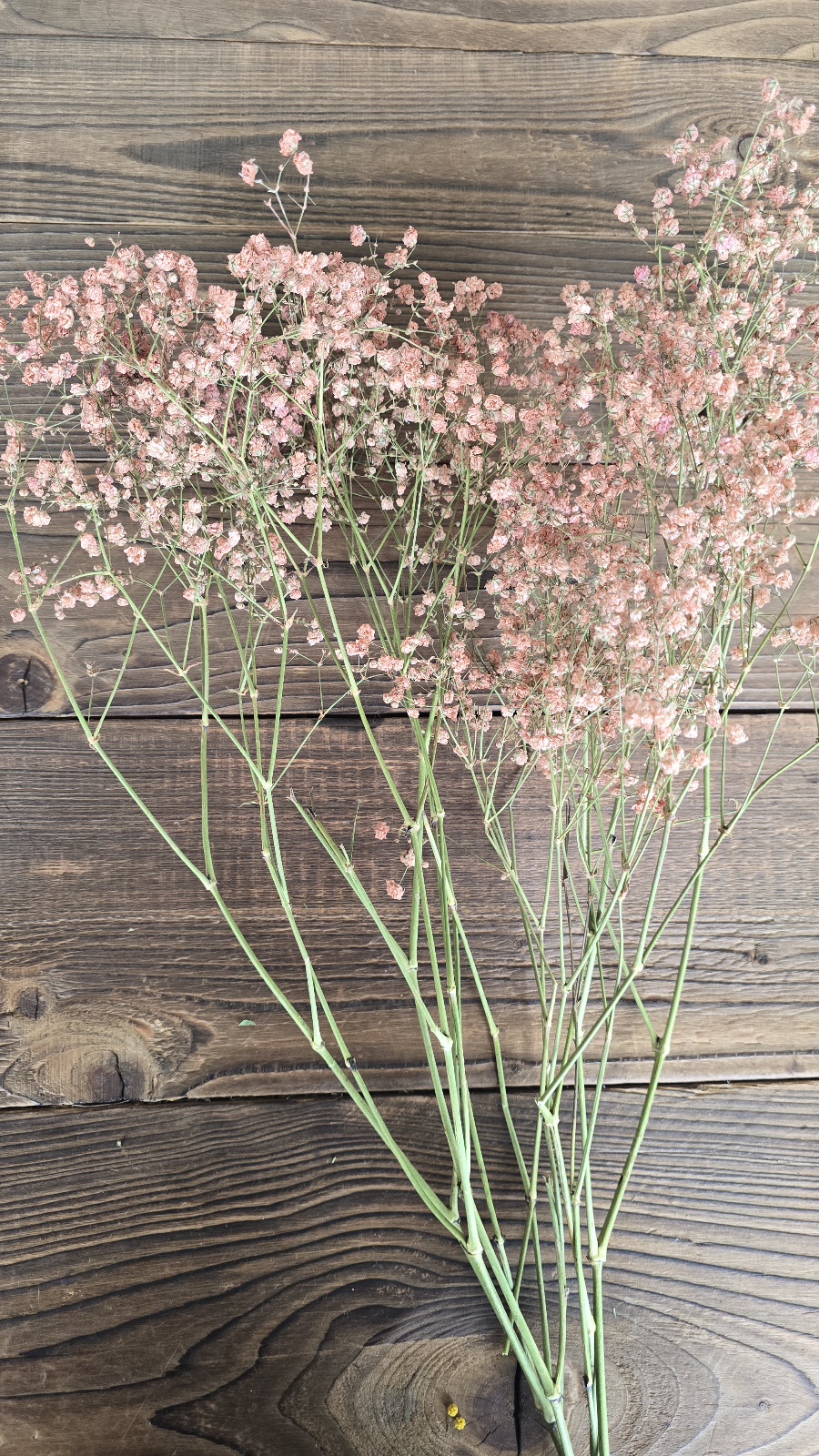 schleierkraut getrocknet apricot im Mrs Greenery Shop bestellen kaufen
