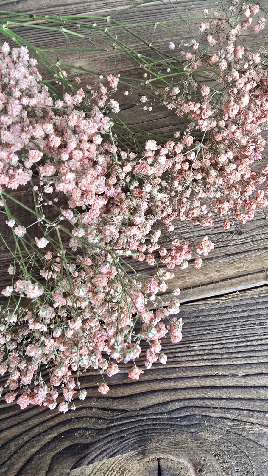 schleierkraut getrocknet apricot im Mrs Greenery Shop bestellen kaufen