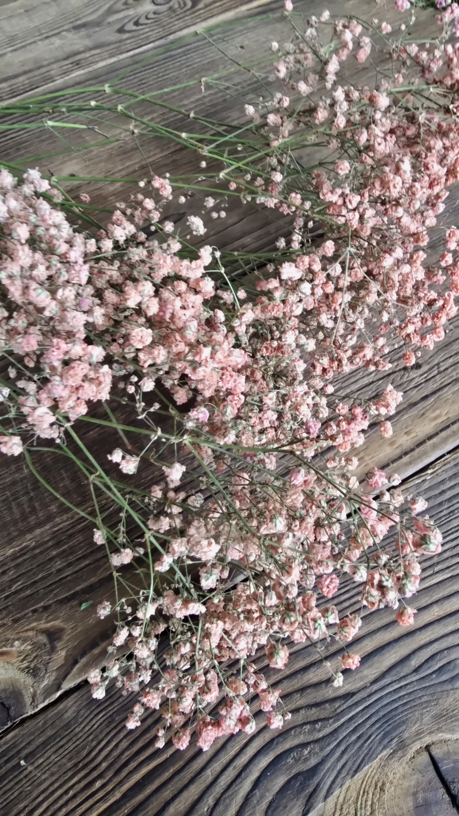 schleierkraut getrocknet apricot im Mrs Greenery Shop bestellen kaufen