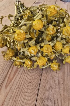 Bund Carthamus gelb – Bild 2